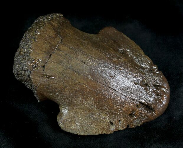 Hadrosaur Ungual (Foot Claw) - Montana #28097